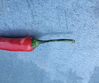 호랑이와인성이님의 고추 · 병해충상담 작성글 사진