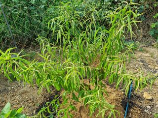 나라다운님의 복숭아 · 병해충상담 작성글 사진