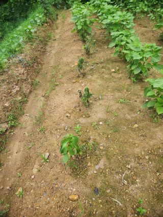 큰골왕자님의 들깨 · 병해충상담 작성글 사진