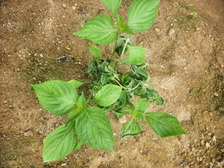 큰골왕자님의 들깨 · 병해충상담 작성글 사진