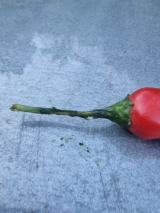 호랑이와인성이님의 고추 · 병해충상담 작성글 사진