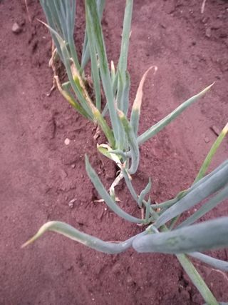 전진욱님의 파 · 병해충상담 작성글 사진