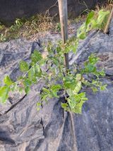 팜모닝 기타작물·병해충상담 게시글 이미지