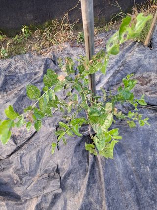 김영기님의 기타작물 · 병해충상담 작성글 사진