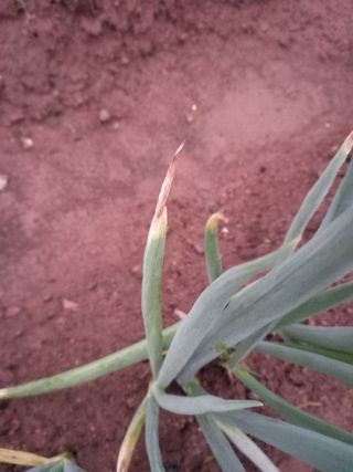 전진욱님의 파 · 병해충상담 작성글 사진