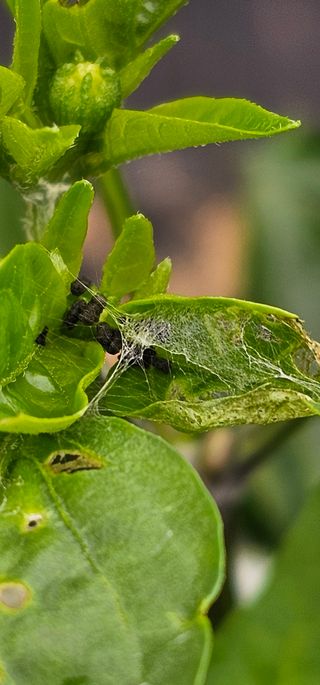 초보농민님의 고추 · 병해충상담 작성글 사진
