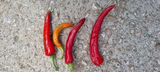 전순옥님의 고추 · 병해충상담 작성글 사진