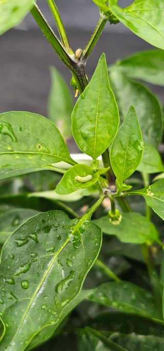 초보농민님의 고추 · 병해충상담 작성글 사진