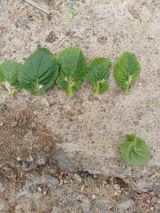 팜모닝 배추·병해충상담 게시글 이미지