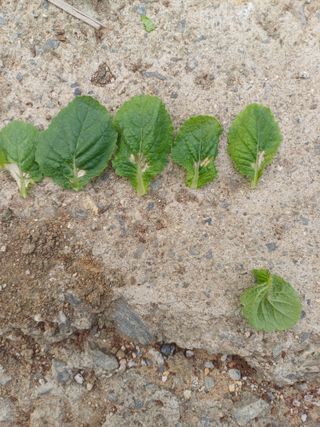 청년농부천병헌님의 배추·병해충상담 작성글 사진