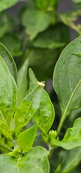 팜모닝 고추·병해충상담 게시글 이미지