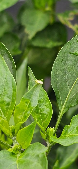 초보농민님의 고추 · 병해충상담 작성글 사진