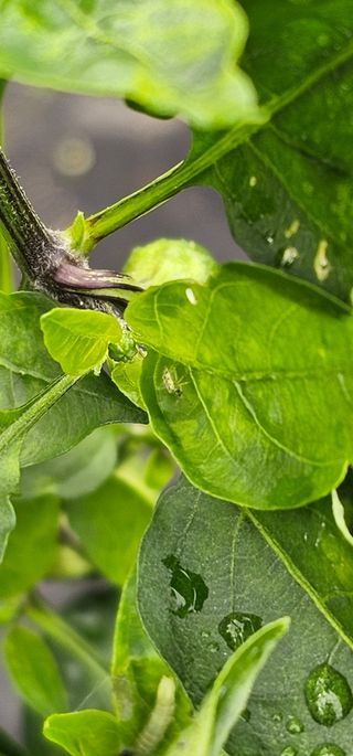 초보농민님의 고추 · 병해충상담 작성글 사진