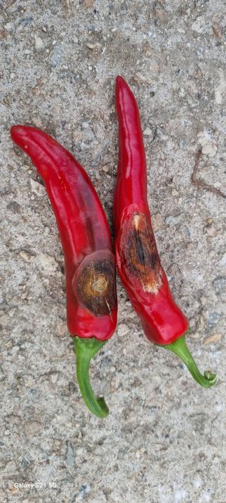 전순옥님의 고추 · 병해충상담 작성글 사진