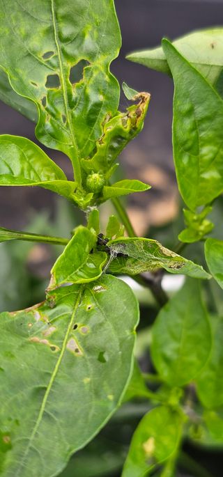 초보농민님의 고추 · 병해충상담 작성글 사진