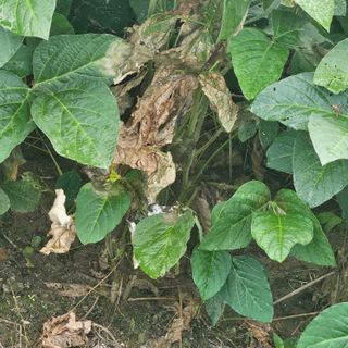 귀농 님의 콩 · 병해충상담 작성글 사진