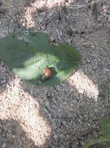 팜모닝 콩·병해충상담 게시글 이미지