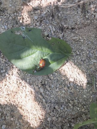 이기호님의 콩 · 병해충상담 작성글 사진