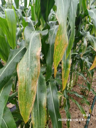 텃밭님의 옥수수 · 병해충상담 작성글 사진