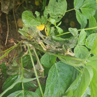 귀농 님의 콩 · 병해충상담 작성글 사진