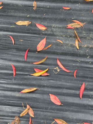 은호리님의 복숭아 · 병해충상담 작성글 사진