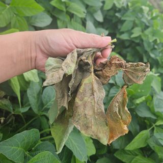 귀농 님의 콩 · 병해충상담 작성글 사진