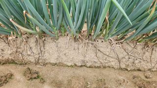 박두열님의 파 · 병해충상담 작성글 사진