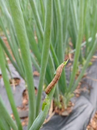 인생은 소풍처럼님의 파 · 병해충상담 작성글 사진