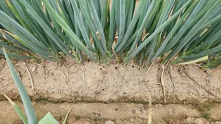 박두열님의 파 · 병해충상담 작성글 사진