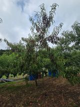 팜모닝 복숭아·병해충상담 게시글 이미지