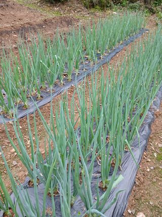 인생은 소풍처럼님의 파 · 병해충상담 작성글 사진