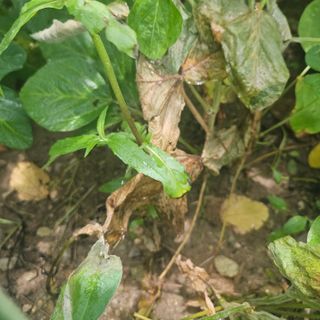 귀농 님의 콩 · 병해충상담 작성글 사진