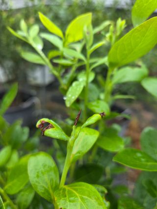 소평님의 블루베리 · 병해충상담 작성글 사진