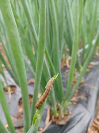 인생은 소풍처럼님의 파 · 병해충상담 작성글 사진