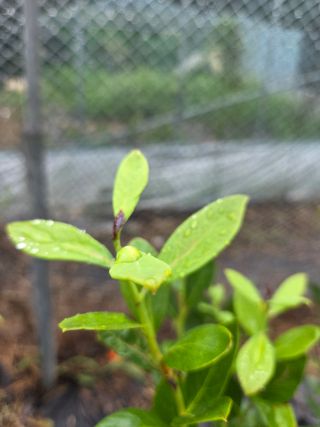 소평님의 블루베리 · 병해충상담 작성글 사진