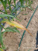 팜모닝 옥수수·병해충상담 게시글 이미지