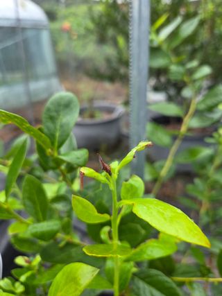 소평님의 블루베리 · 병해충상담 작성글 사진