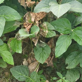 귀농 님의 콩 · 병해충상담 작성글 사진