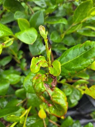 소평님의 블루베리 · 병해충상담 작성글 사진