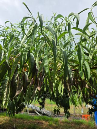 은호리님의 복숭아 · 병해충상담 작성글 사진