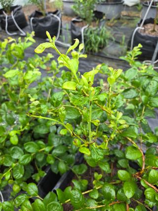 소평님의 블루베리 · 병해충상담 작성글 사진