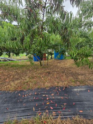 은호리님의 복숭아 · 병해충상담 작성글 사진