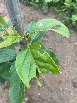 대한단감님의 감 · 병해충상담 작성글 사진