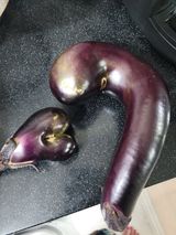 팜모닝 고추·병해충상담 게시글 이미지