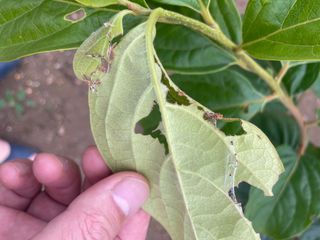 대한단감님의 감 · 병해충상담 작성글 사진