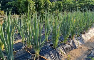 아침농원님의 파 · 병해충상담 작성글 사진