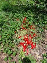 팜모닝 고추·병해충상담 게시글 이미지