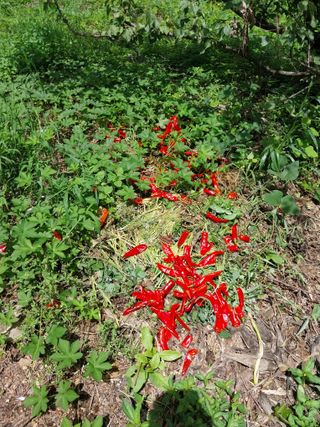 박우범님의 고추 · 병해충상담 작성글 사진