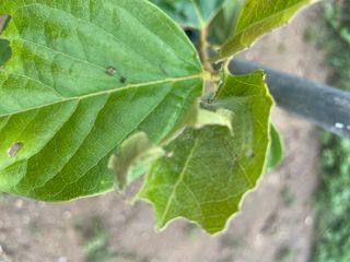 대한단감님의 감 · 병해충상담 작성글 사진