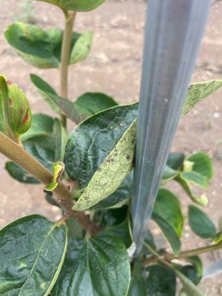 대한단감님의 감 · 병해충상담 작성글 사진